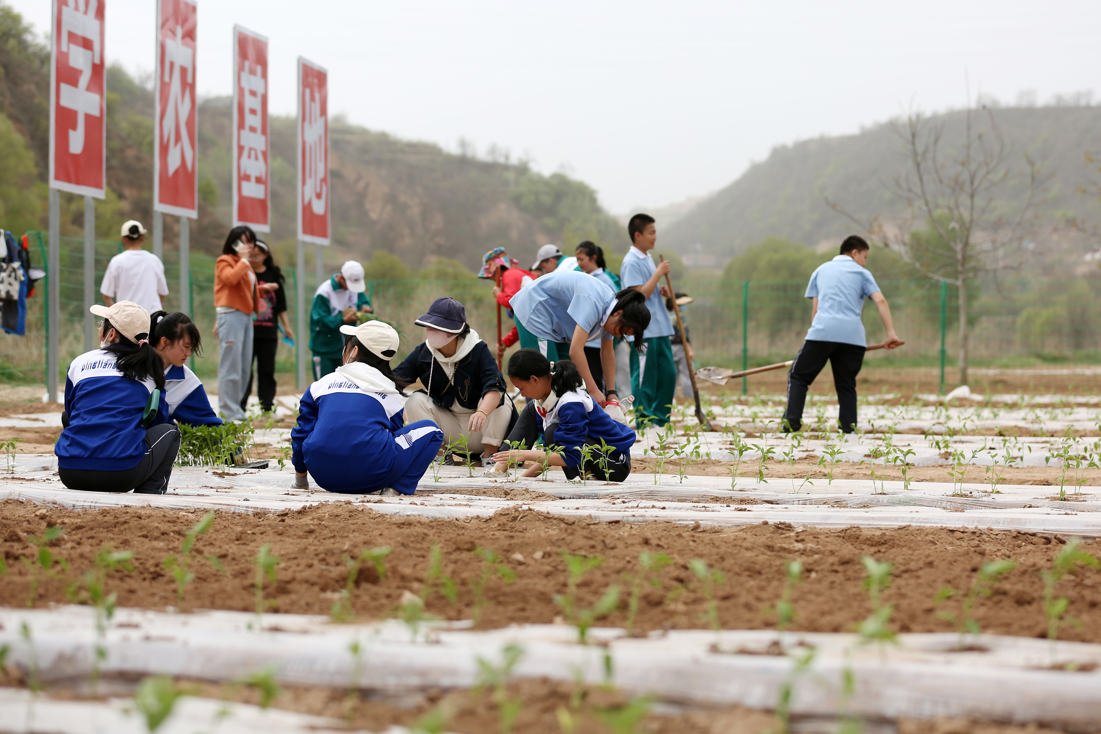 04——4月27日，在甘肅省平?jīng)鍪械谒闹袑W(xué)行知園學(xué)農(nóng)基地里，學(xué)生們在種植辣椒苗。.JPG