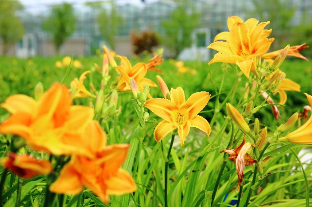 校地攜手讓小小萱草花釋放大能量。學(xué)校供圖