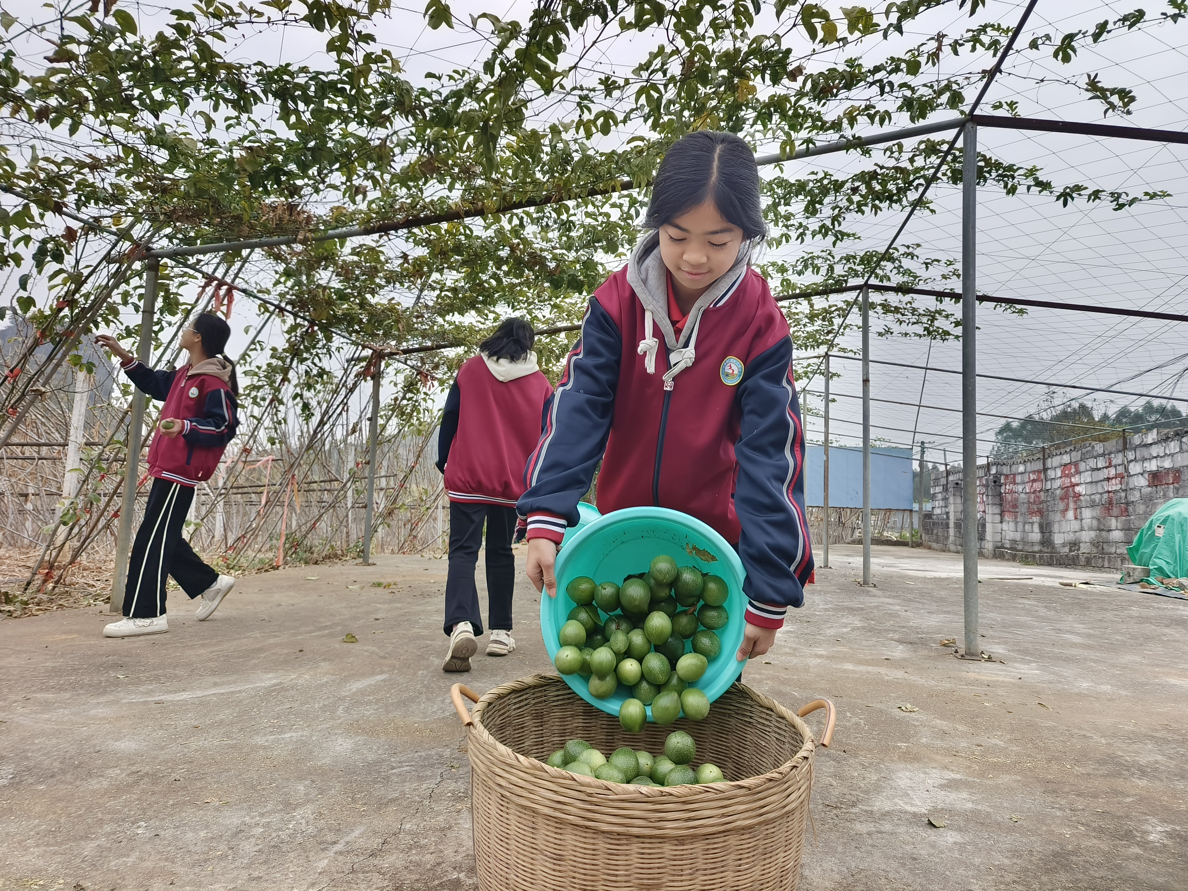 樟木三中學(xué)生在校內(nèi)勞動(dòng)教育基地收百香果1.jpg